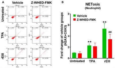 Dengue Virus Envelope Protein Domain III Induces Nlrp3 Inflammasome-Dependent NETosis-Mediated Inflammation in Mice